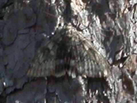 Image of clifden nonpareil