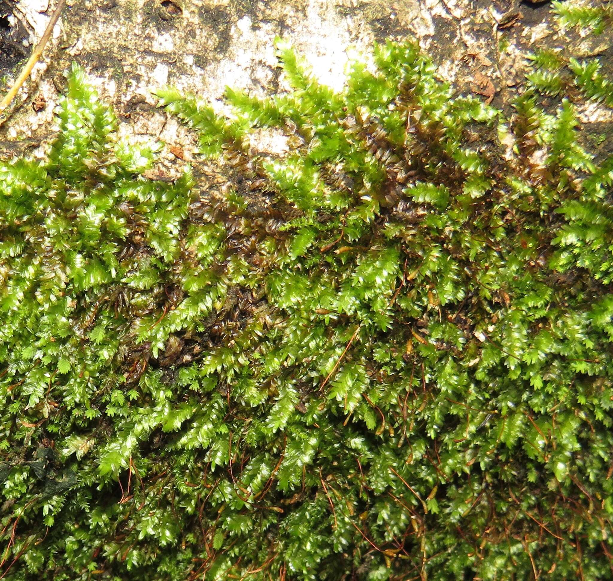 Image of entodontopsis moss
