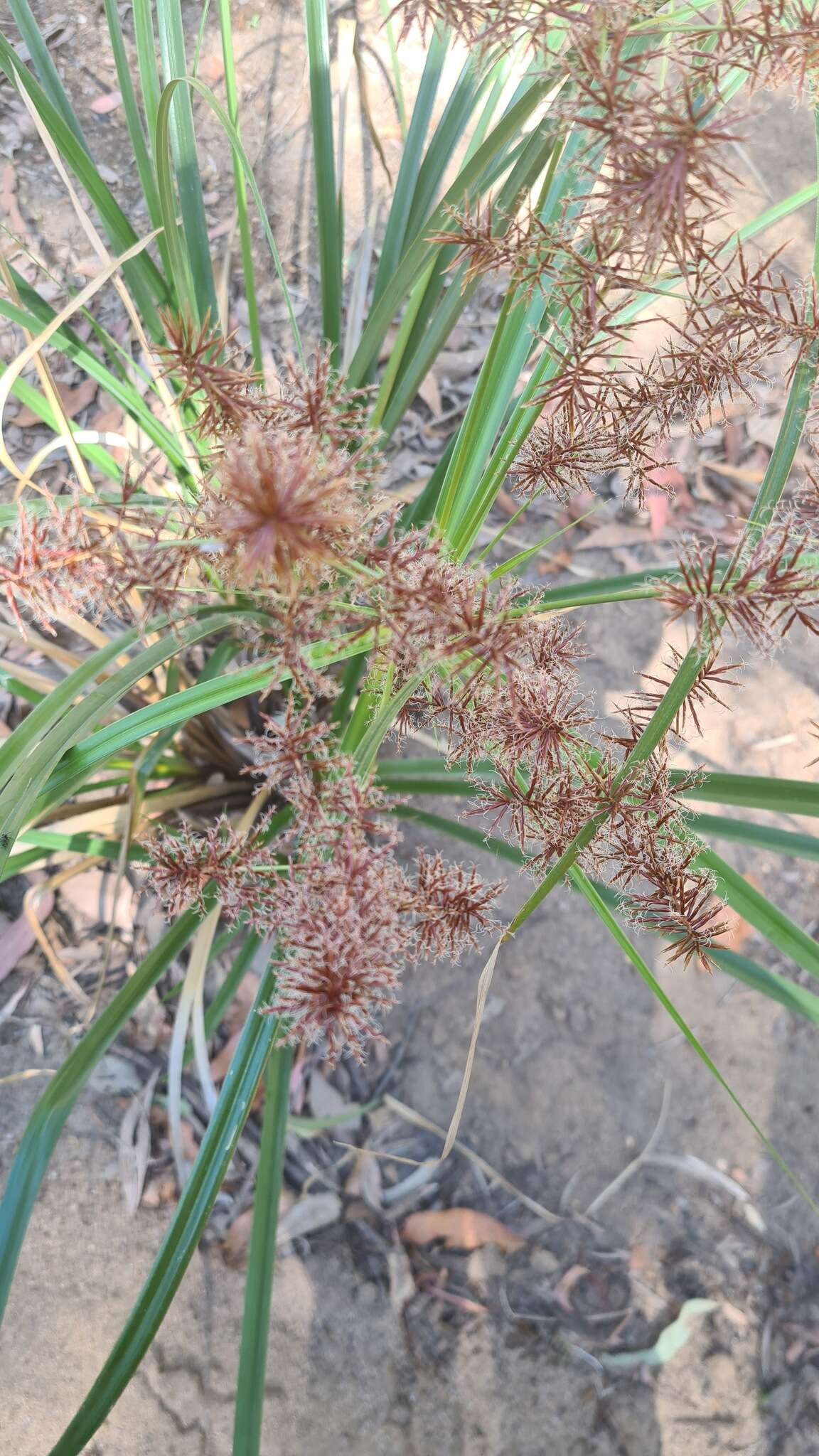 Слика од Cyperus lucidus R. Br.