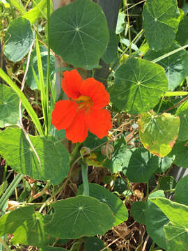 Image of Garden Nasturtium