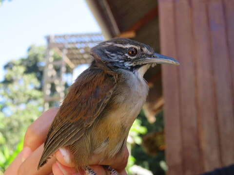 Image of Moustached Wren