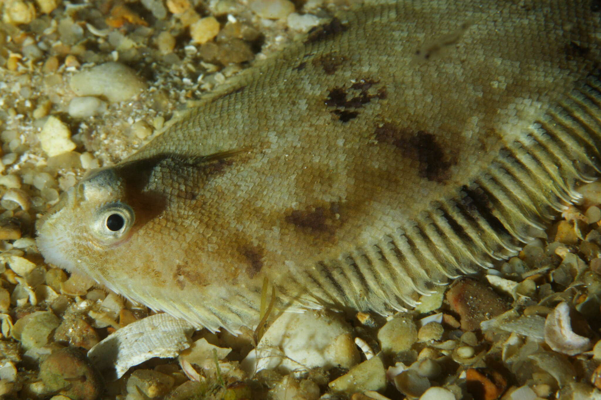 Image of Whiskered sole