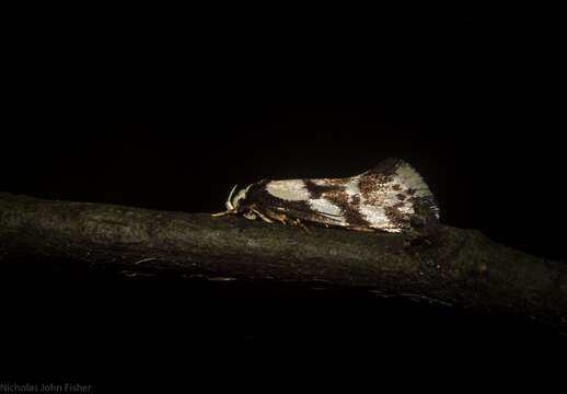 Image of Coesyra hemiphragma Meyrick 1889