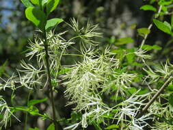 Image of American Fringe Tree