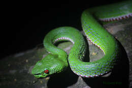 Image of Pope's pit viper