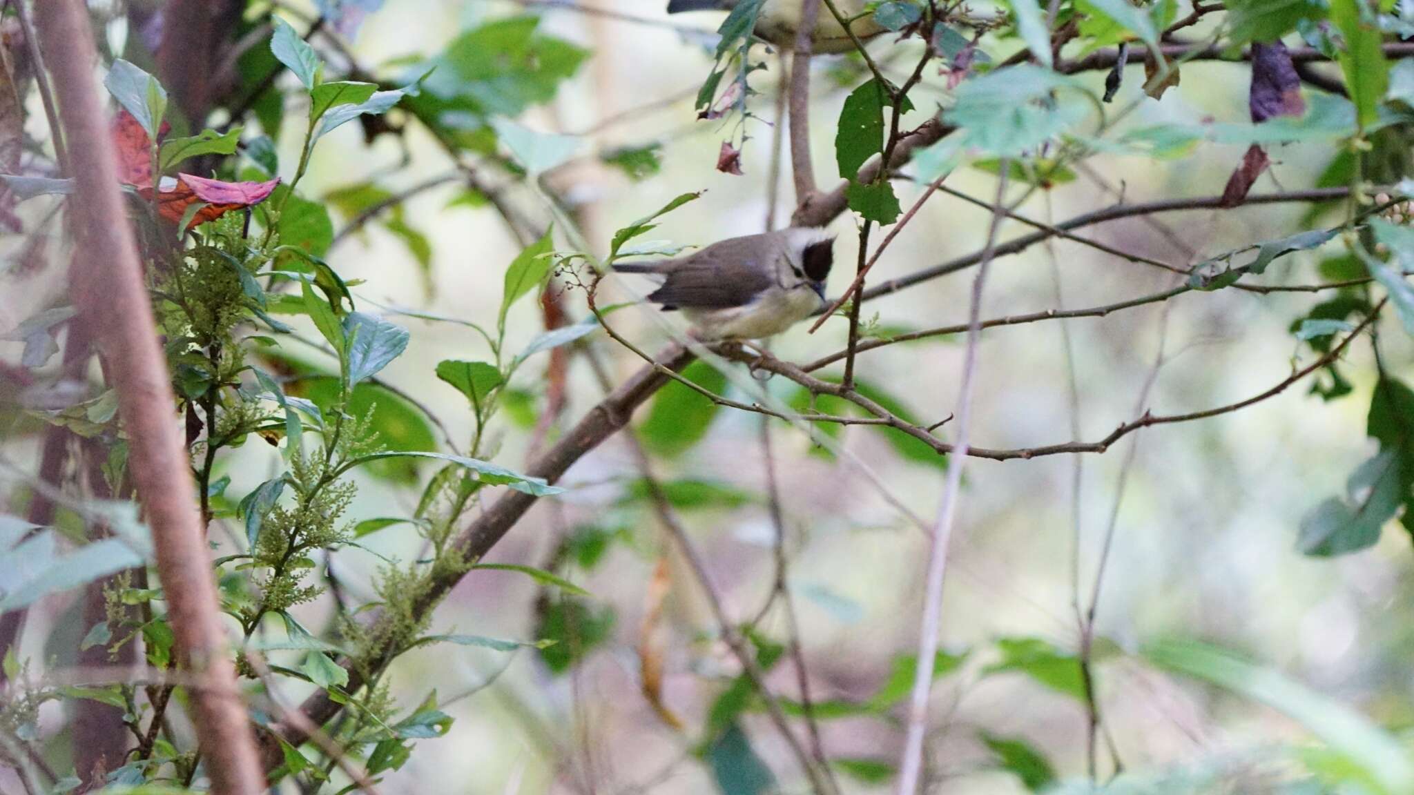 Image of Formosan Yuhina