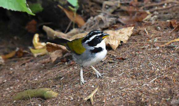 Image of Half-collared Sparrow