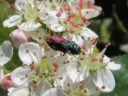 Anthaxia bicolor Falderman 1835 resmi