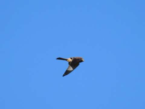 Image of kestrel, common kestrel