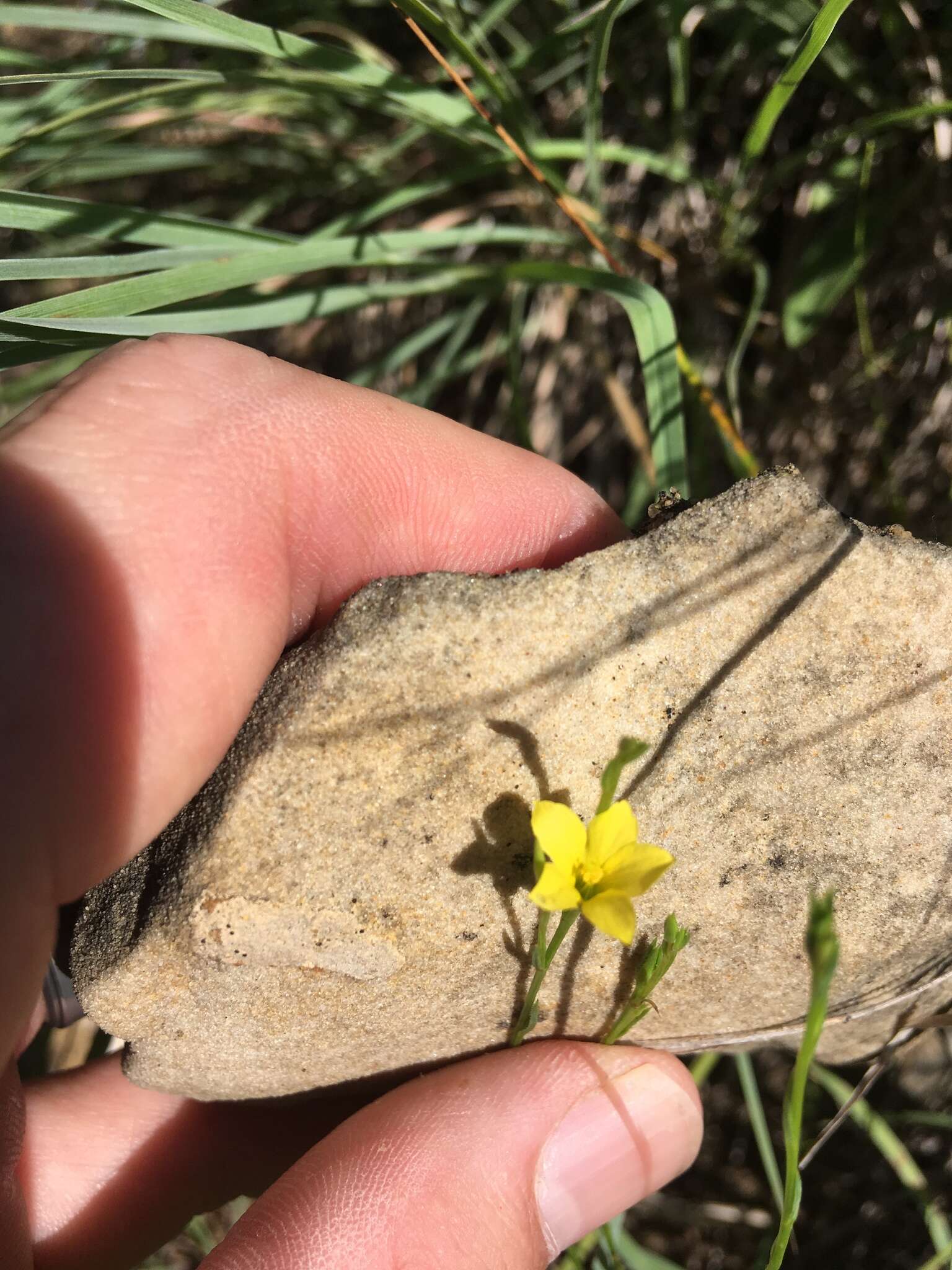 Слика од Linum sulcatum Riddell