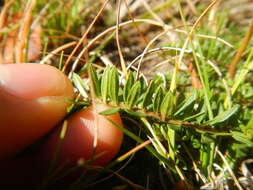 Image of largepod pinweed