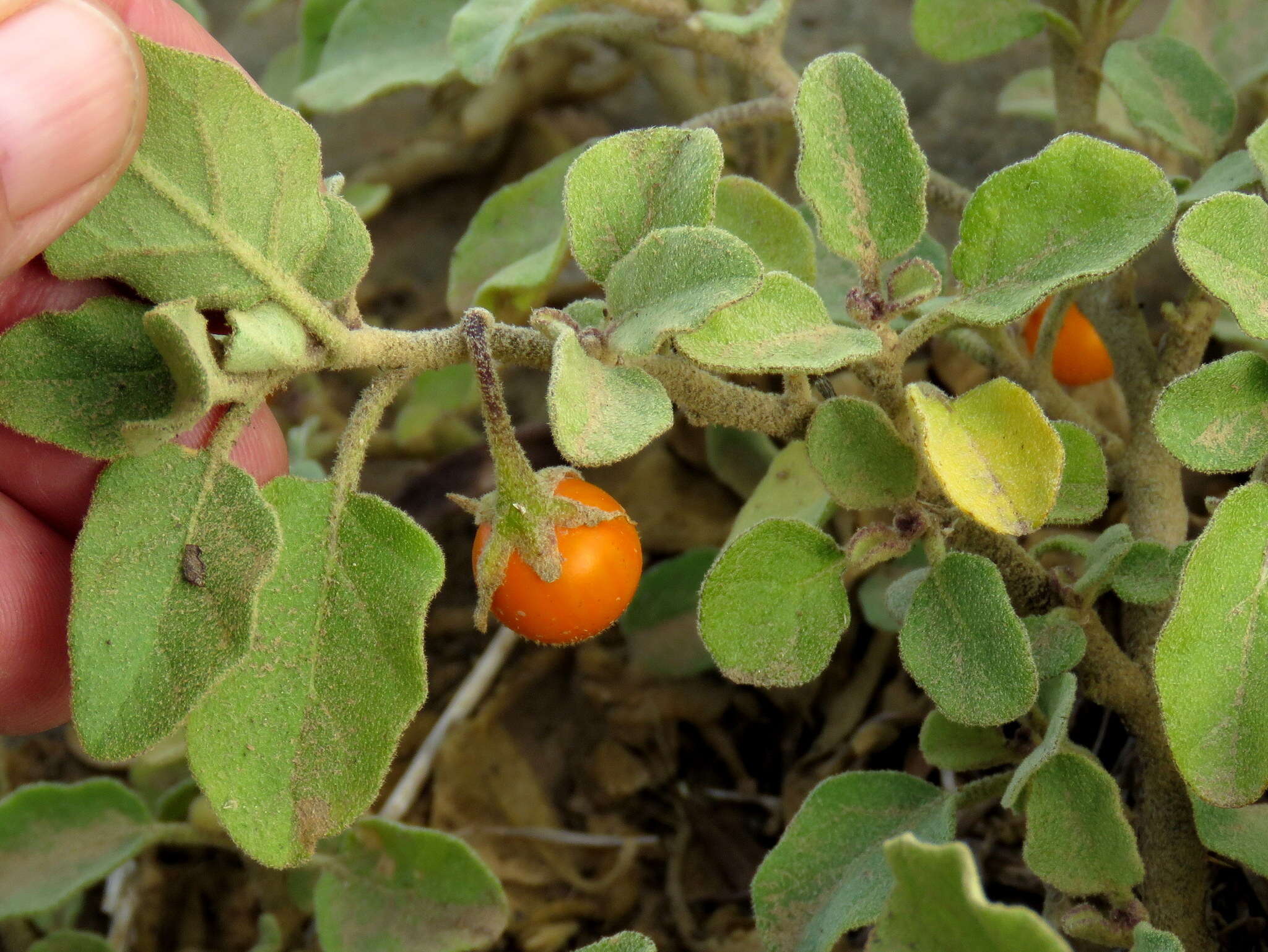 Image of Solanum tomentosum L.