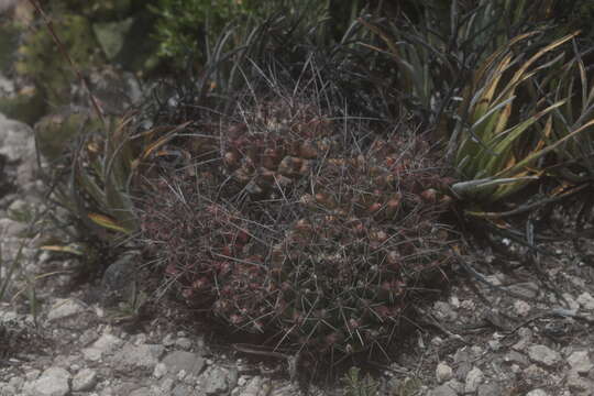 Image of Thelocactus conothelos subsp. flavus