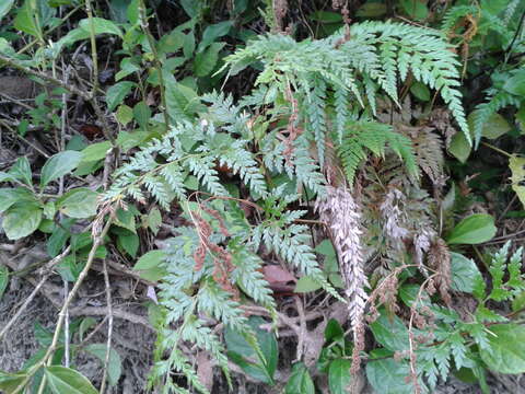 Image of pineland fern