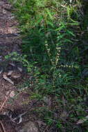 Image of Pimelea axiflora subsp. axiflora