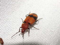 Panagaeus (Hologaeus) fasciatus Say 1823的圖片