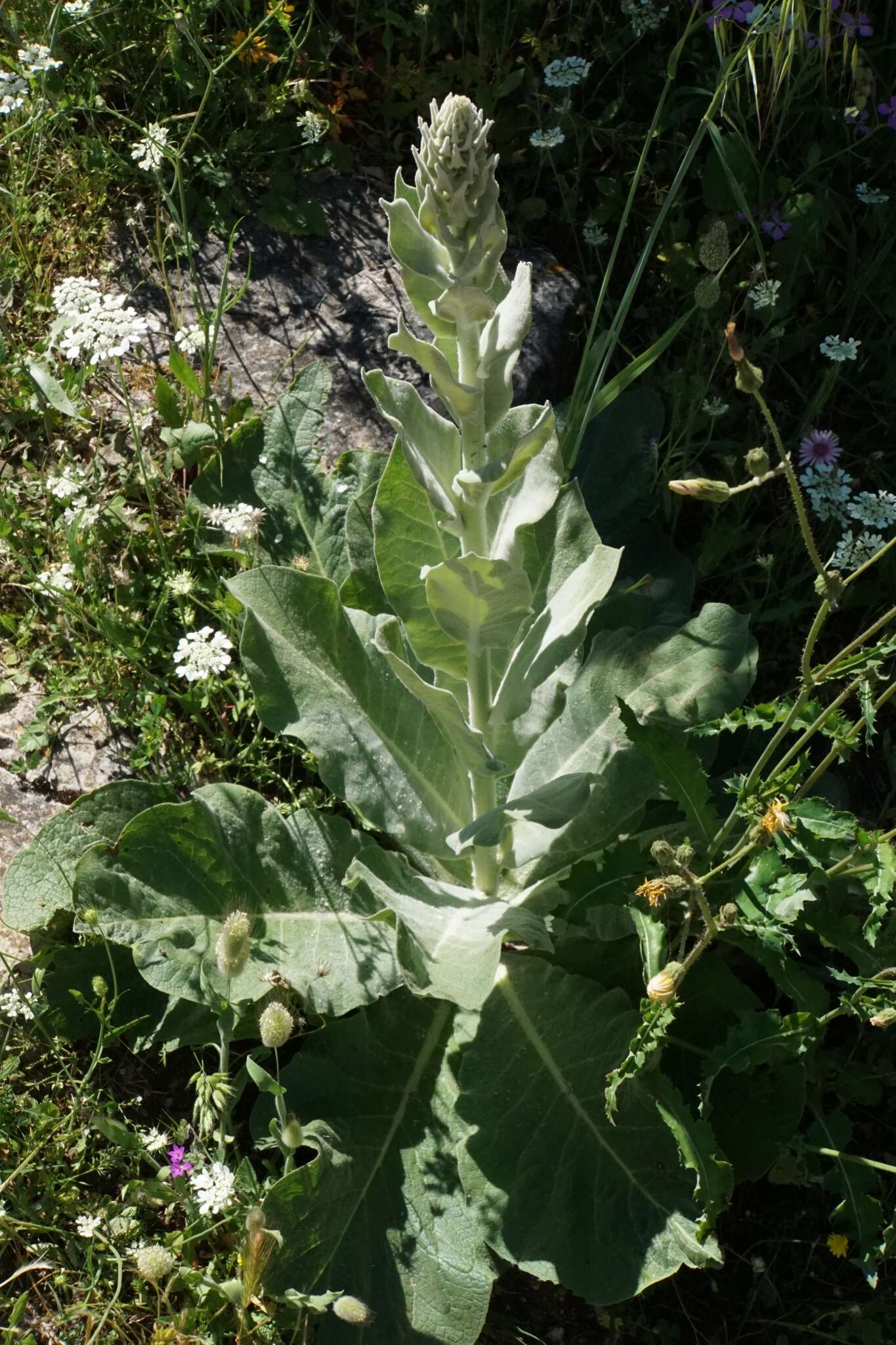 Image of broad-leaf mullein