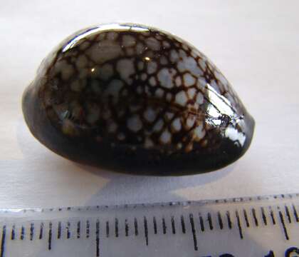 Image of Serpent's-Head Cowry