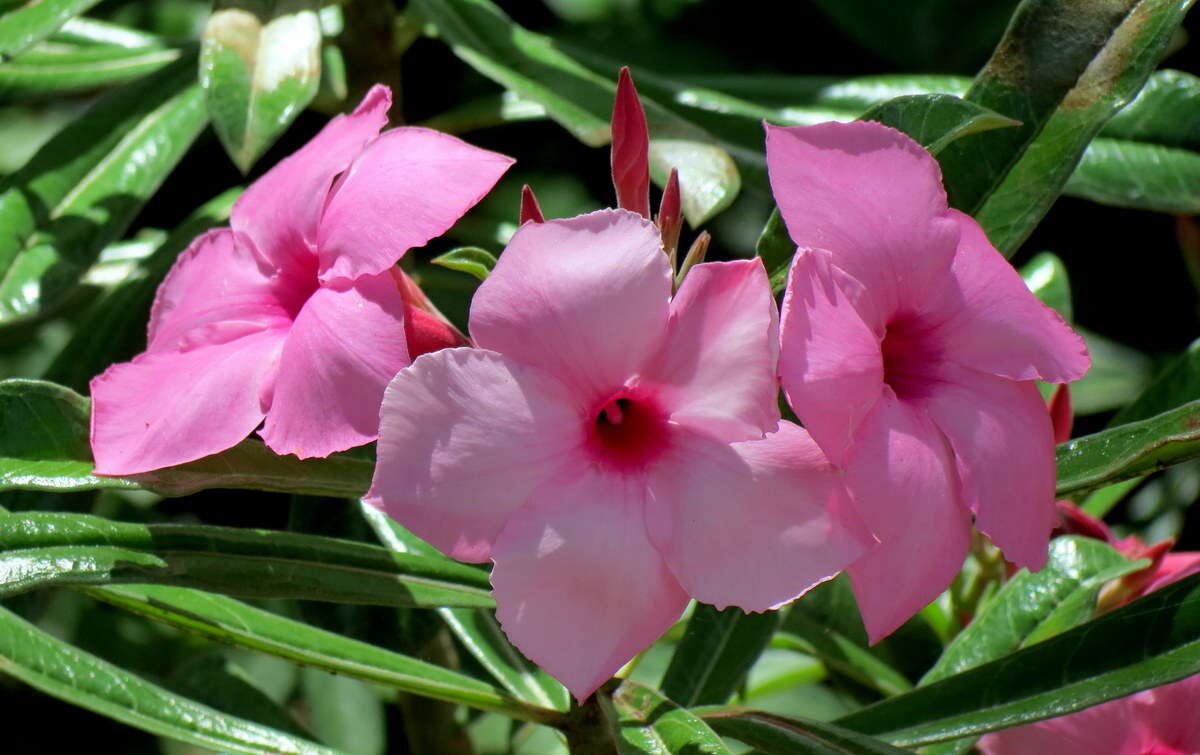 Image de Adenium obesum subsp. swazicum (Stapf) G. D. Rowley