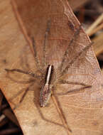 Image of Rabidosa hentzi (Banks 1904)