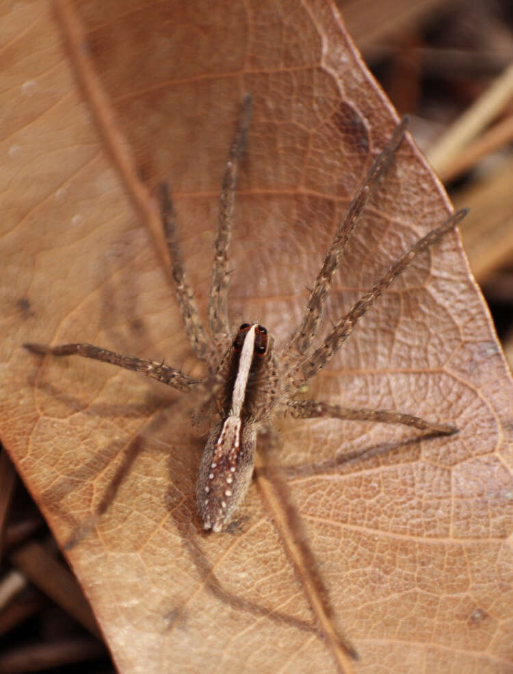 Image of Rabidosa hentzi (Banks 1904)