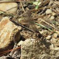 صورة Phanogomphus lividus (Selys 1854)