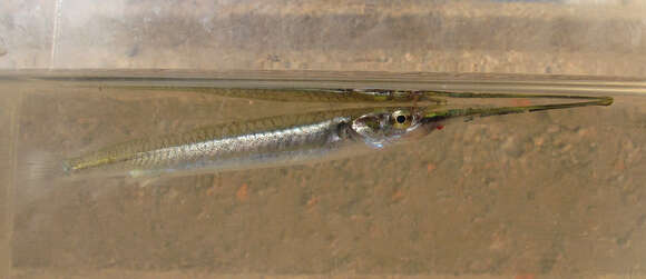 Image of Hooghly halfbeak