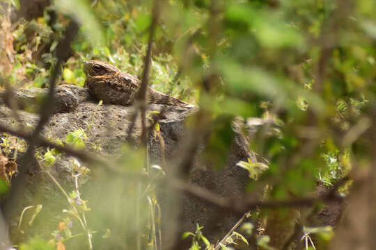 Image of Buff-collared Nightjar