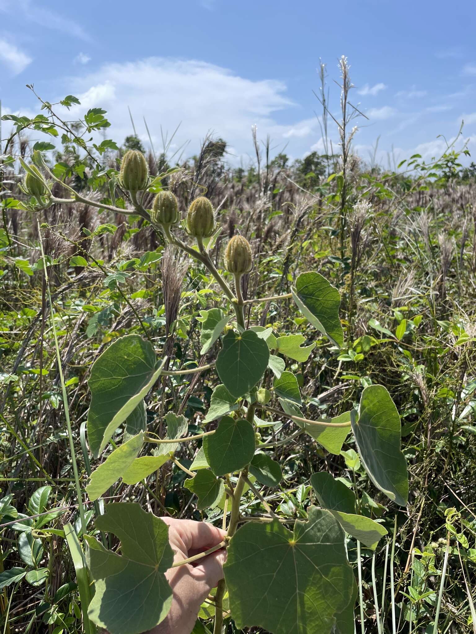 Sivun Hibiscus furcellatus Desr. kuva