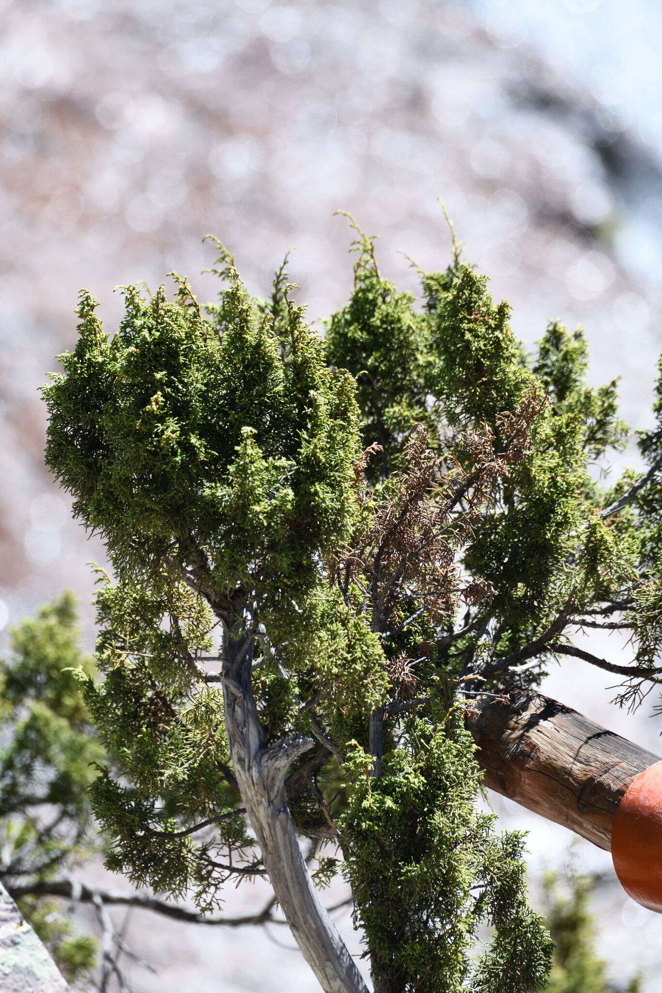 Image of Durango Juniper