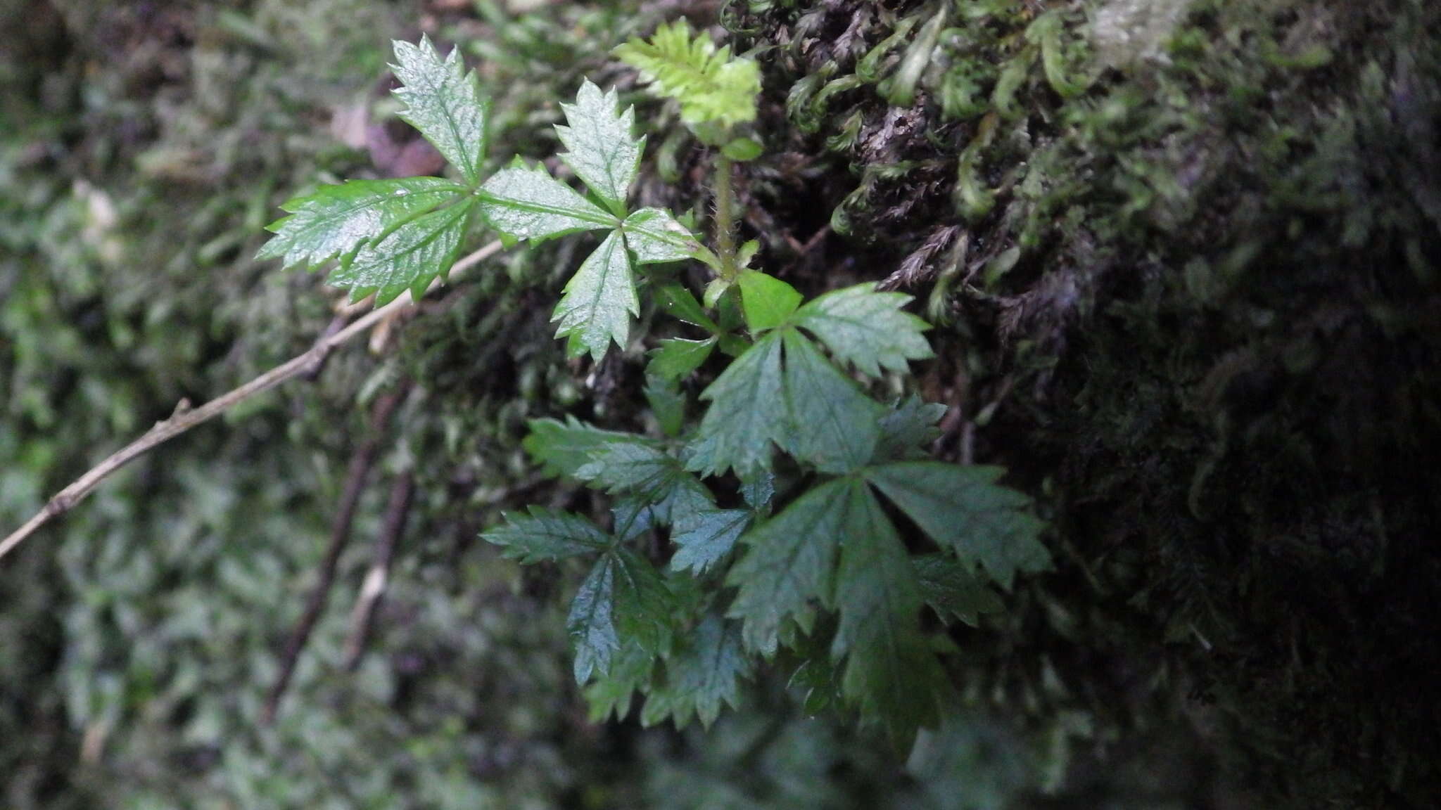 Image of Weinmannia trichosperma Cav.