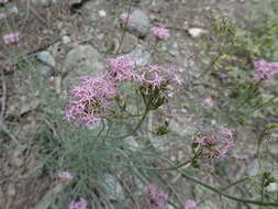 Image of Centranthus angustifolius (Miller) DC.