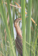 Image of Least Bittern