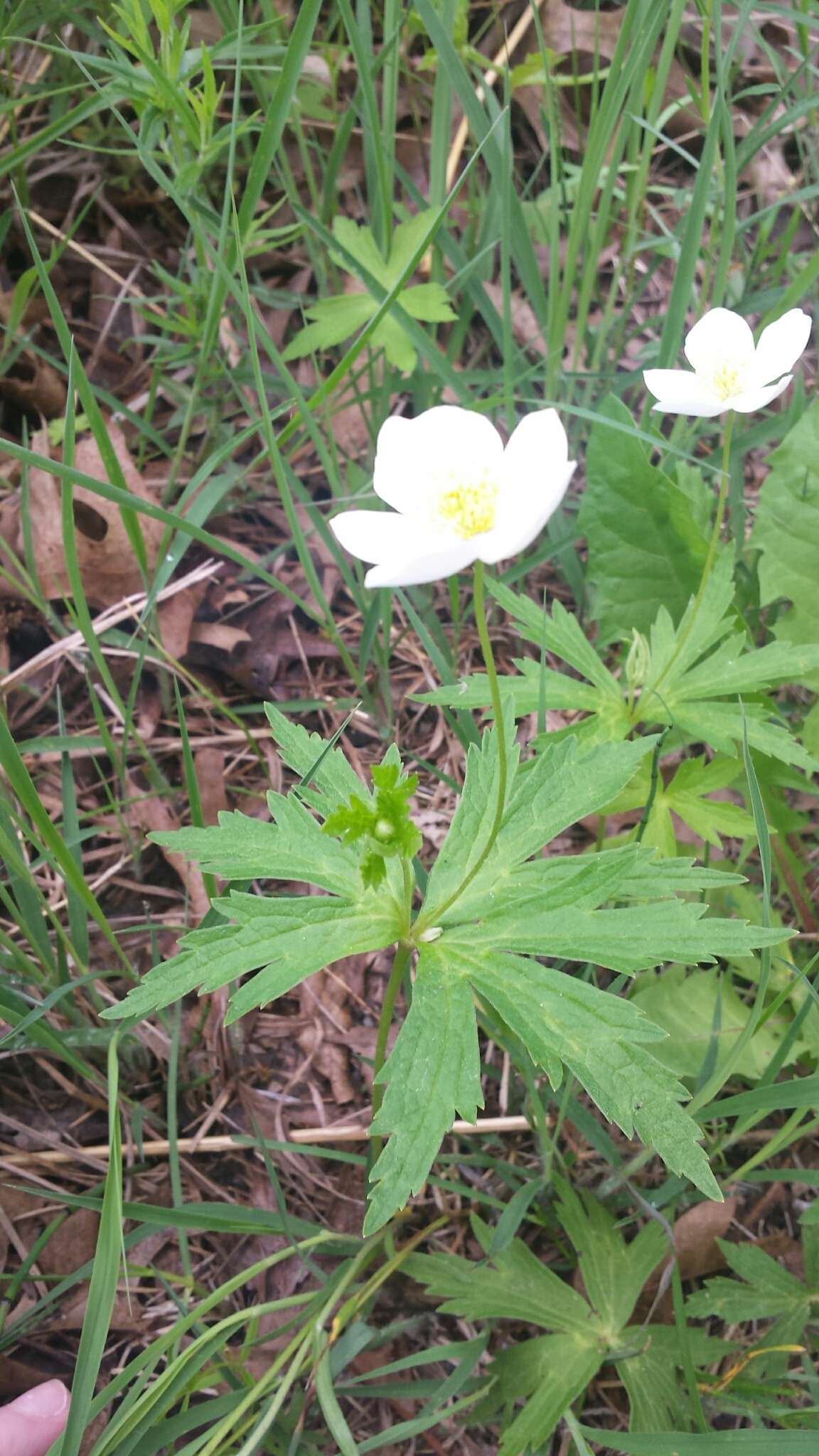 Image of Canadian anemone