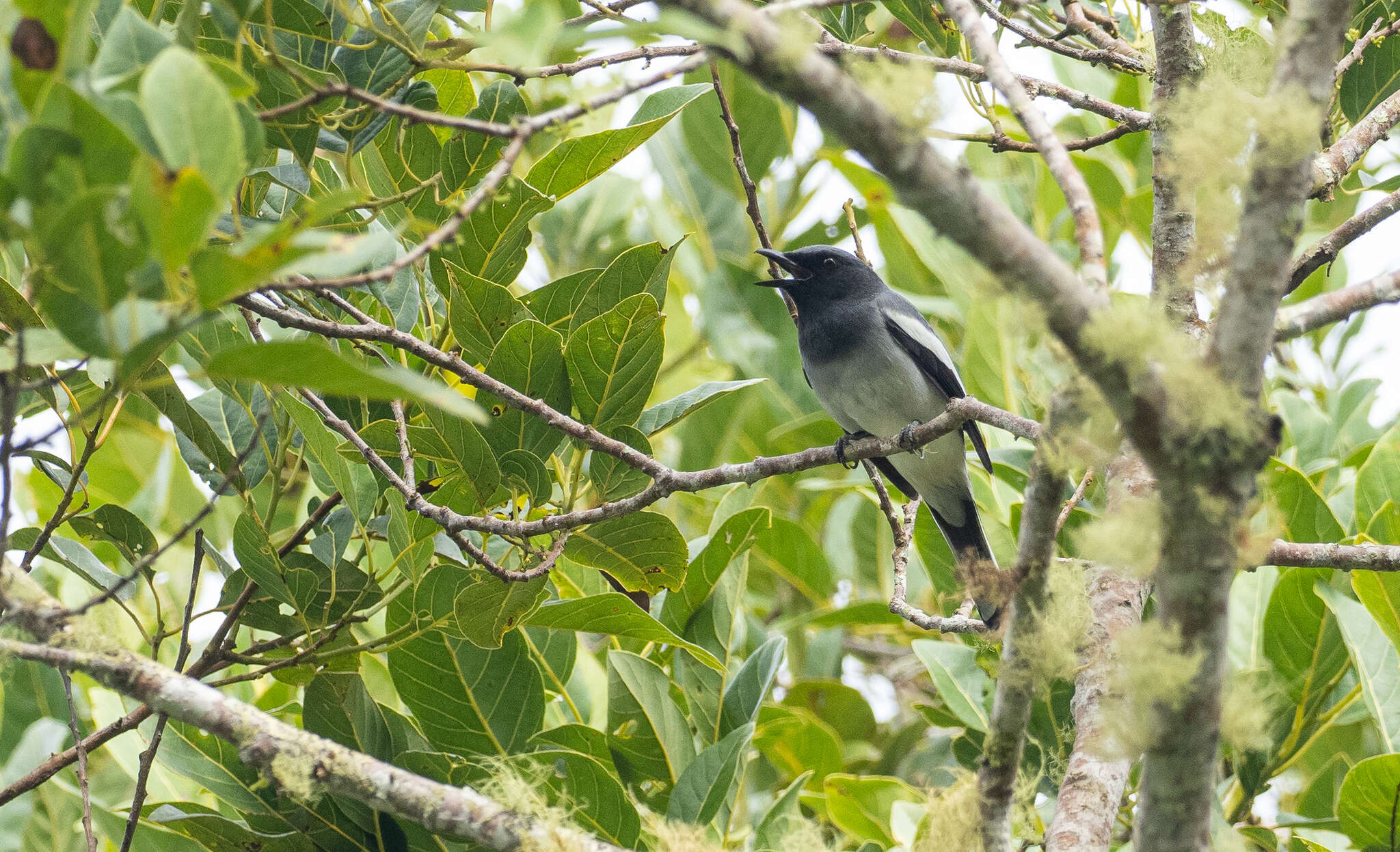 Image of Malindangia Mearns 1907