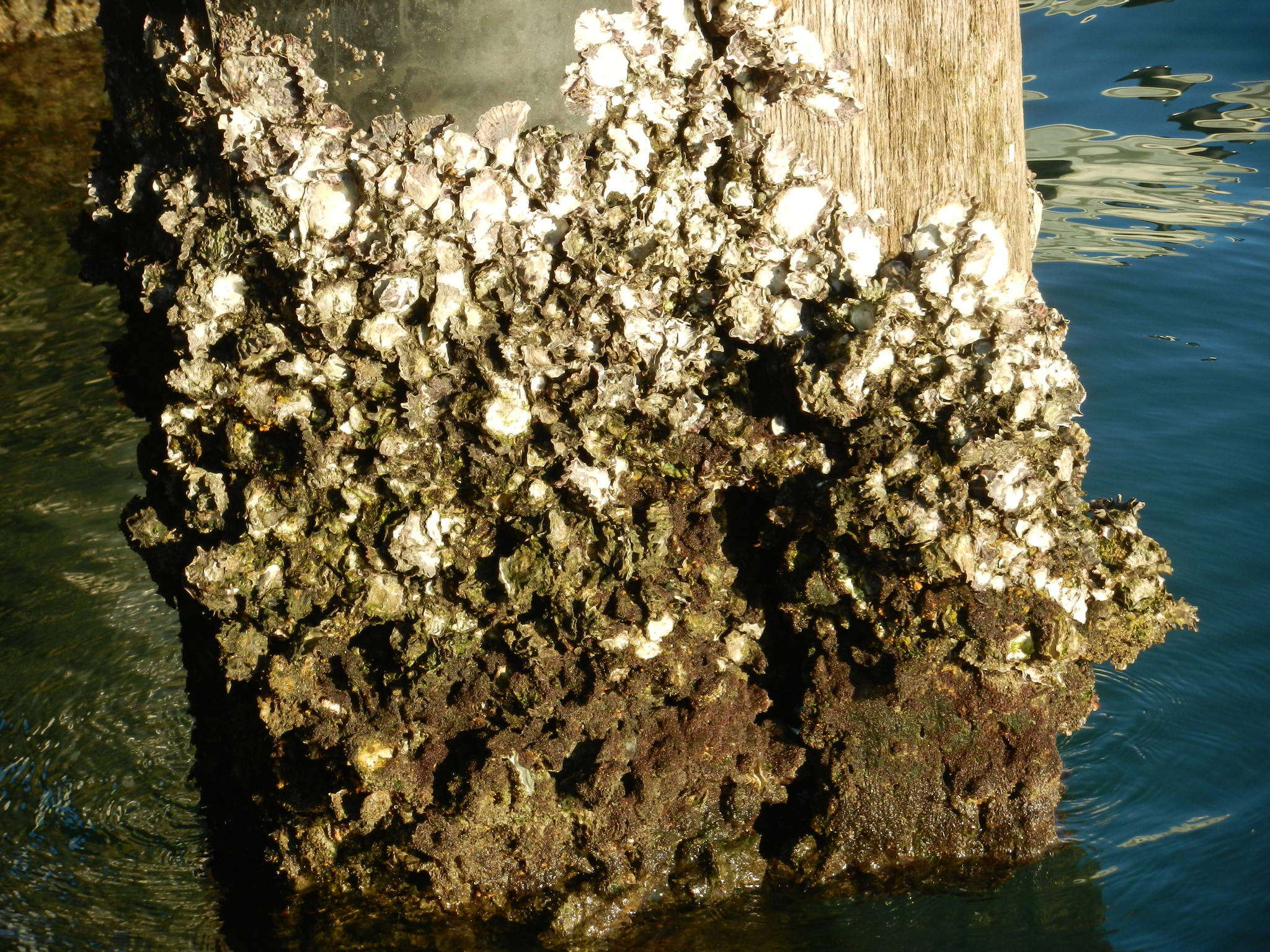 Image of Sydney rock oyster