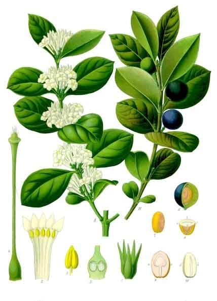 Arrow-poison Tree - Encyclopedia of Life