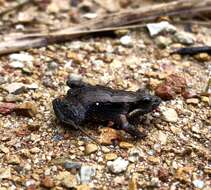 Image of Brown Froglet