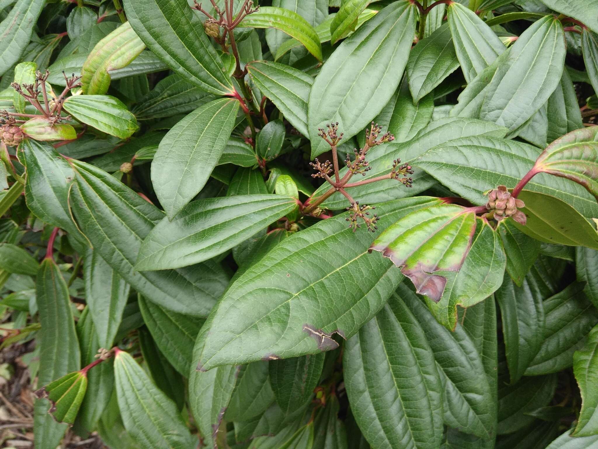 Image of Viburnum davidii Franch.