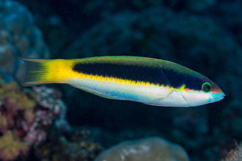 Image of Red-cheek wrasse