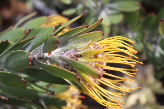 Image of Leucospermum utriculosum Rourke