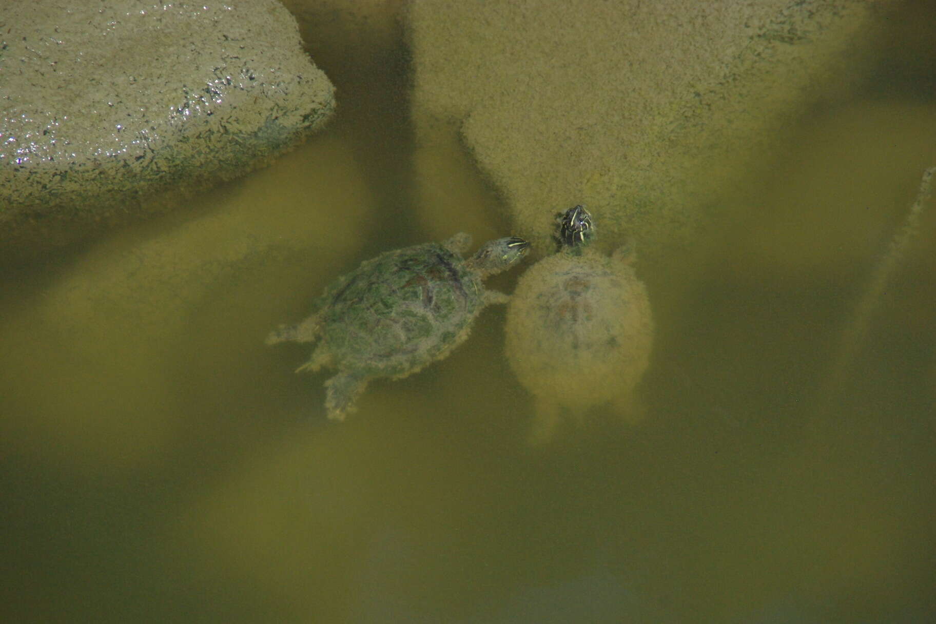 Image of Florida Cooter