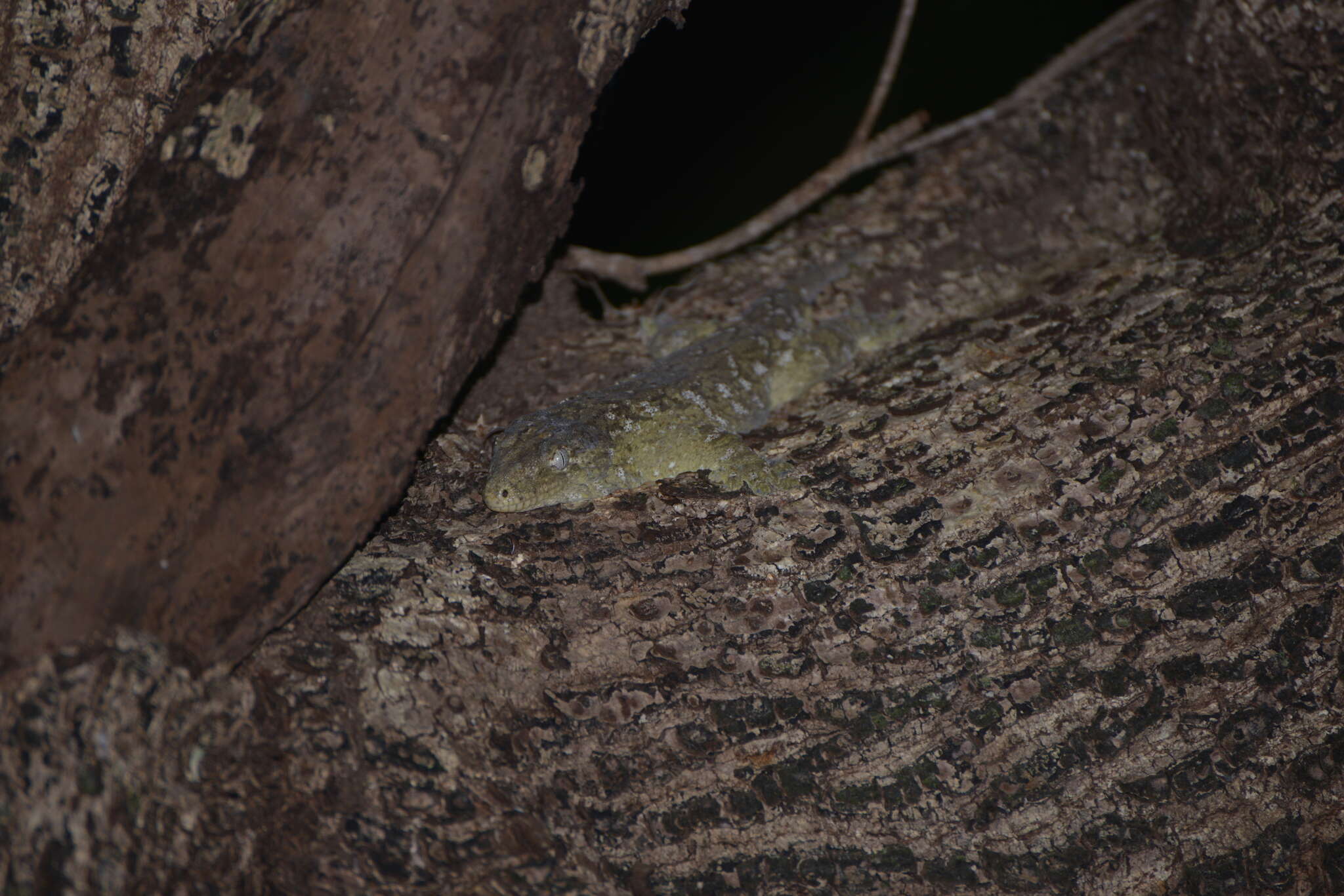 Image of New Caledonia Giant Gecko