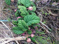 Image of Rubus acanthophyllos Focke