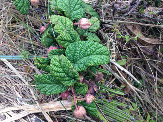 Image of Rubus acanthophyllos Focke