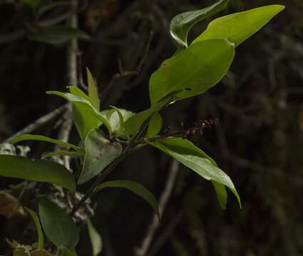 Image of Griselinia racemosa (Phil.) Taub.