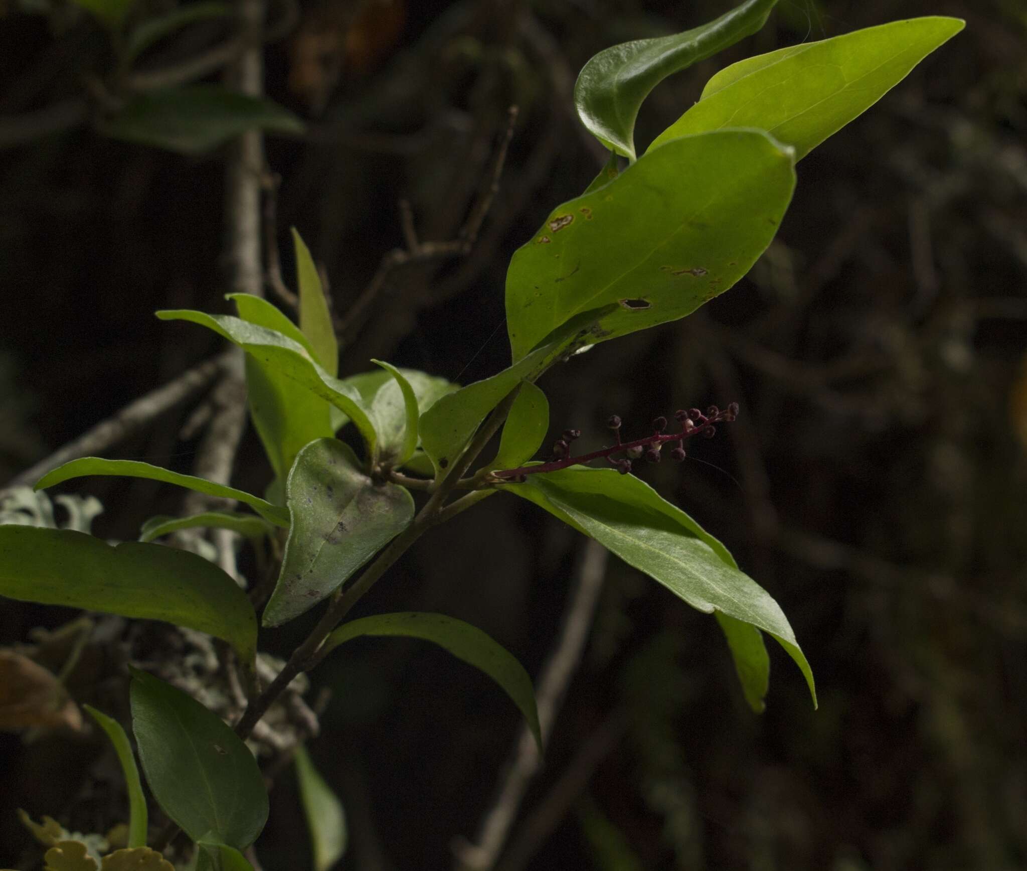 Image de Griselinia racemosa (Phil.) Taub.