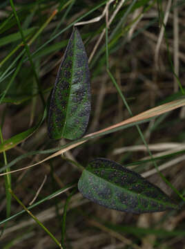 Image of Tylophora woollsii Benth.