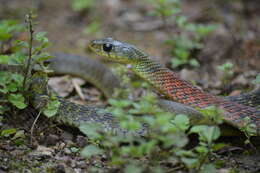 Image of Rhabdophis helleri (Schmidt 1925)