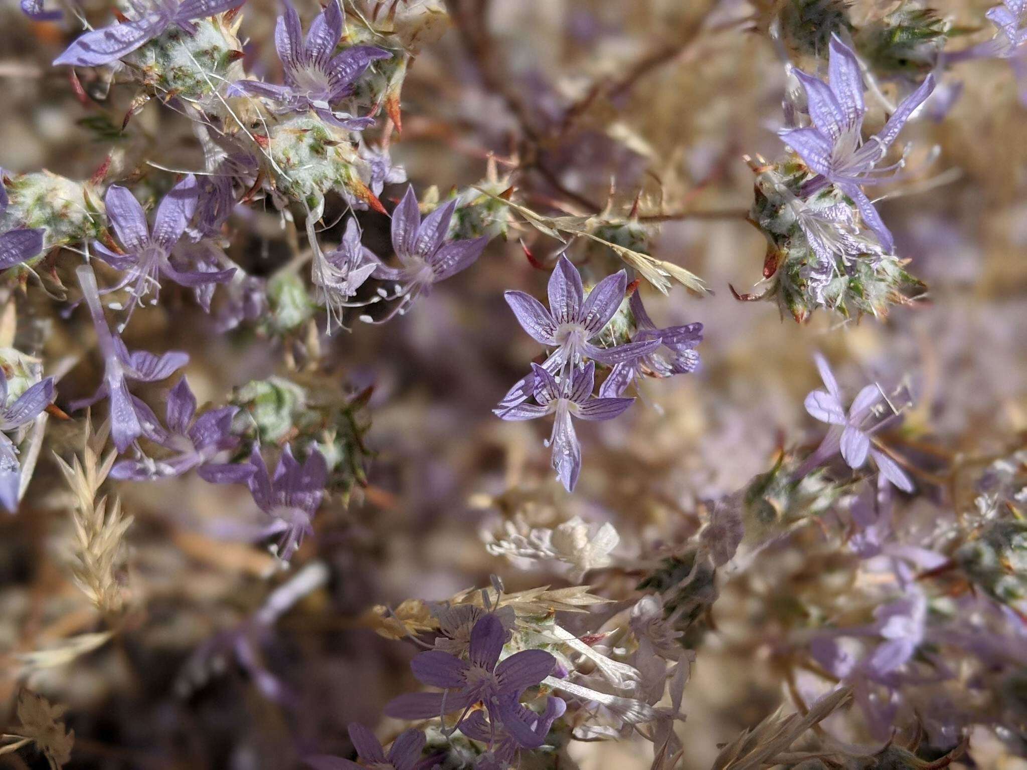 Image of desert woollystar